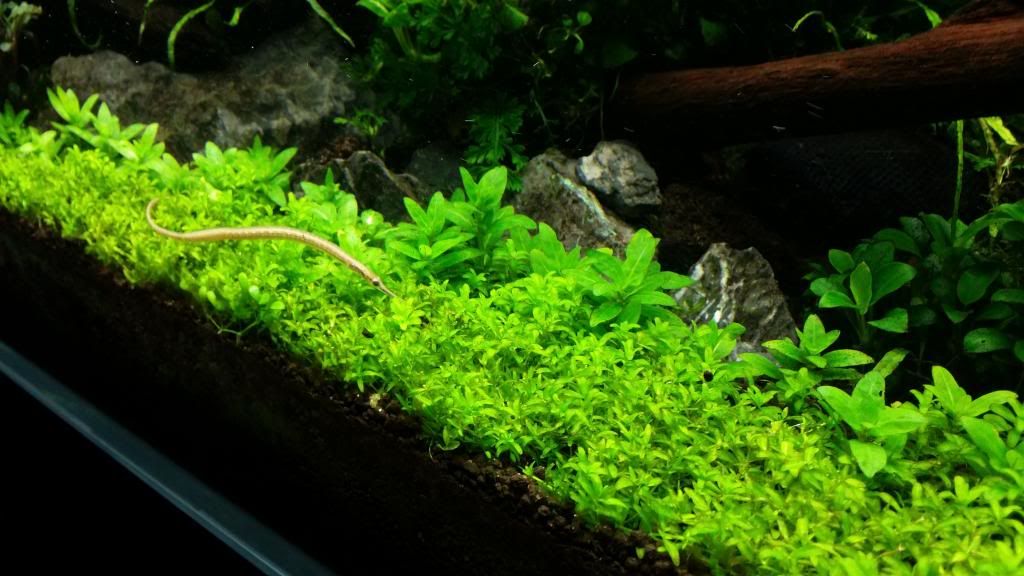 Aquatic plants clearance! For Sale or Trade Aquatic Plant Central